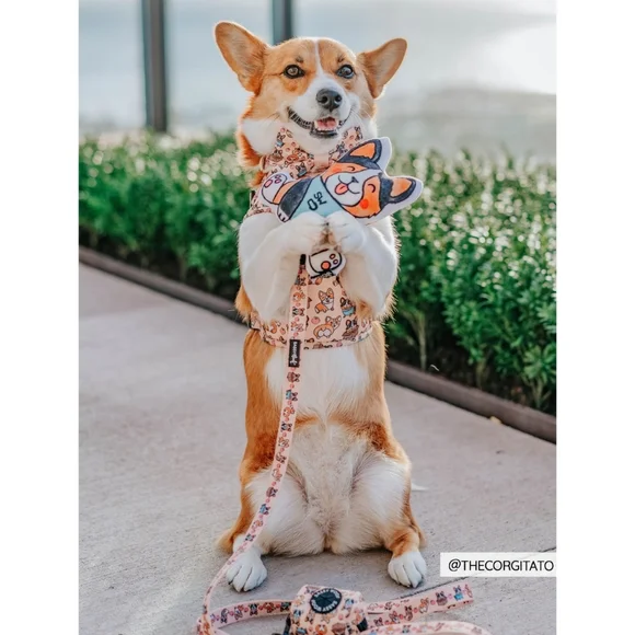 Sassy Woof Corgilicious Medium Dog Harness - Picture 13 of 16